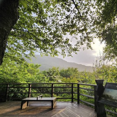 Ormanda güzel bir şelale