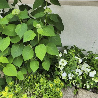 Bahçedeki güzel çiçekler