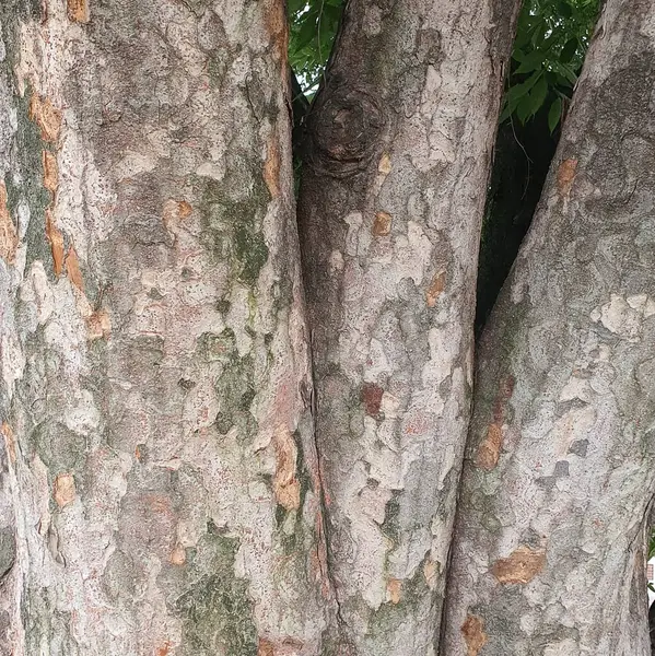 Ağaç kabuğu, doku, arka plan