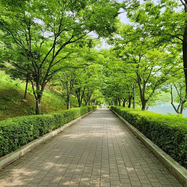 Parktaki yeşil ağaçlar