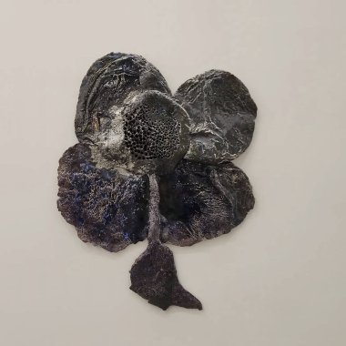 çok sayıda siyah ve beyaz deniz kabuğu