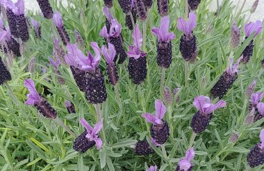 Bahçedeki güzel mor çiçekler