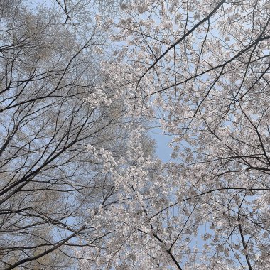 Güzel botanik fotoğrafı, doğal duvar kağıdı.