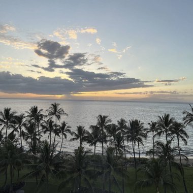 Gün batımında palmiye ağaçları