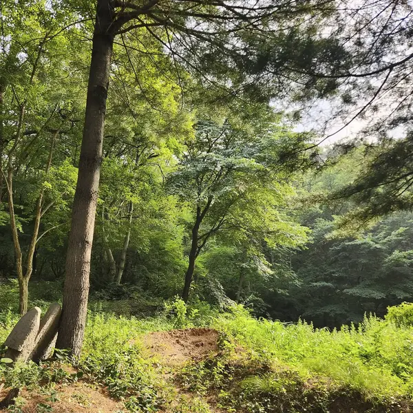 Ormanın güzel manzarası