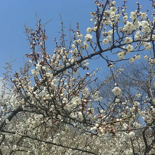 Bahçedeki güzel çiçekler