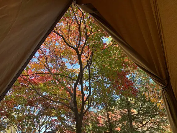 Sonbahar yapraklarının manzarası