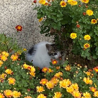 Kedi çimlerin üzerinde oturuyor.