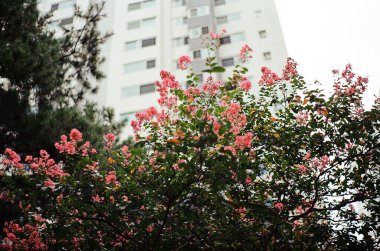 Güzel botanik fotoğrafı, doğal duvar kağıdı.
