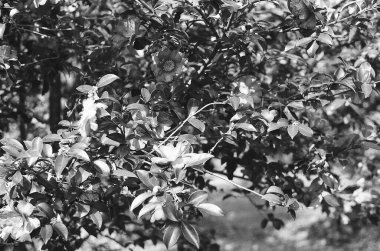 Güzel botanik fotoğrafı, doğal duvar kağıdı.