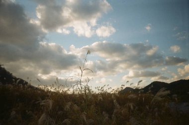 Buğday tarlası olan güzel bir manzara.