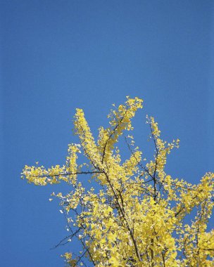 Bahçedeki güzel çiçekler