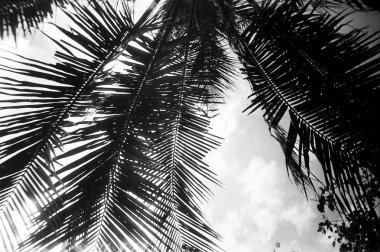 arka plan siyah ve beyaz palmiye yaprakları