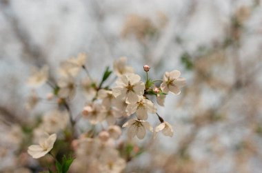 Bahçedeki güzel çiçekler