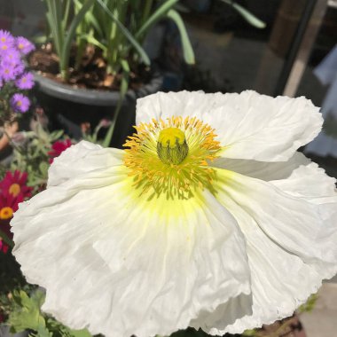 Güzel botanik fotoğrafı, doğal duvar kağıdı.