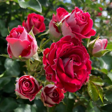 Kırmızı güller yakın çekim