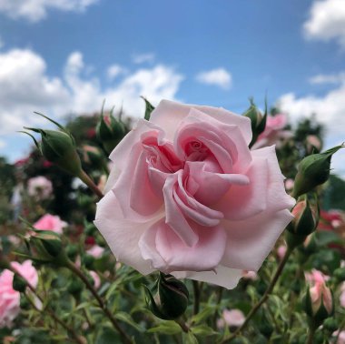 Güzel botanik fotoğrafı, doğal duvar kağıdı.