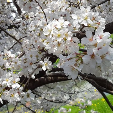 Ağaçtaki güzel bahar çiçekleri