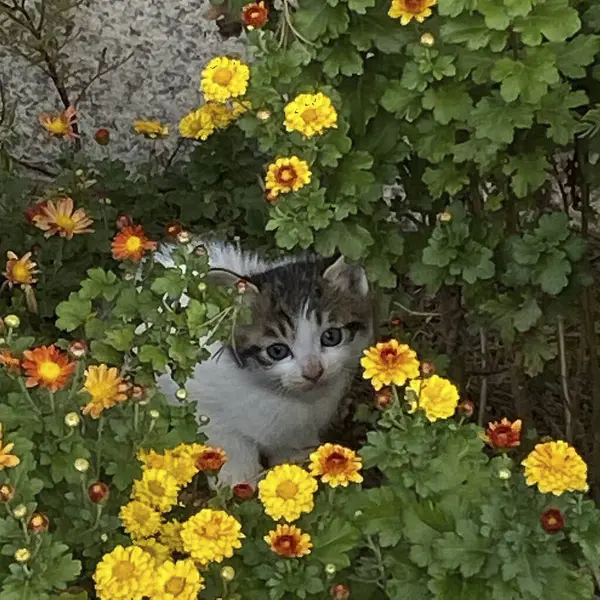 Bahçede çiçekli sevimli kedi