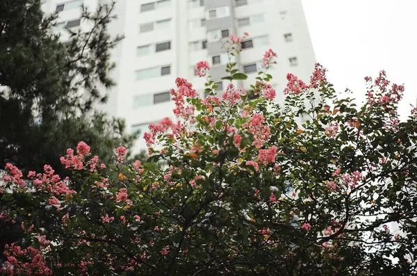 Güzel botanik fotoğrafı, doğal duvar kağıdı.