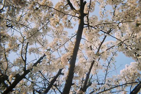 Güzel botanik fotoğrafı, doğal duvar kağıdı.