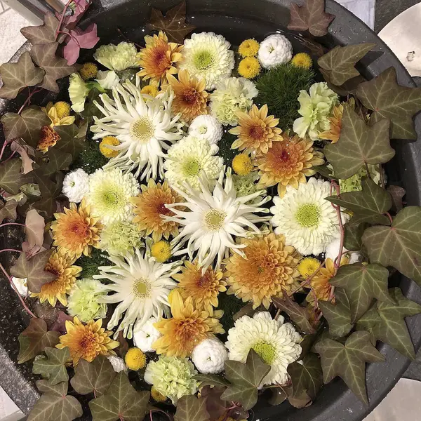 Sonbahar yaprakları, sonbahar bitkileri