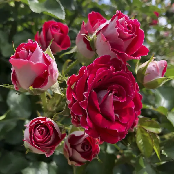 Kırmızı güller yakın çekim