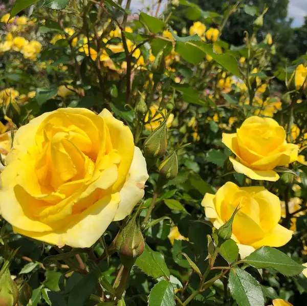 Bahçedeki sarı gül