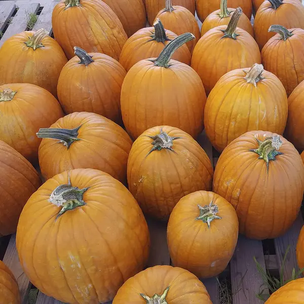 pazardaki balkabakları.