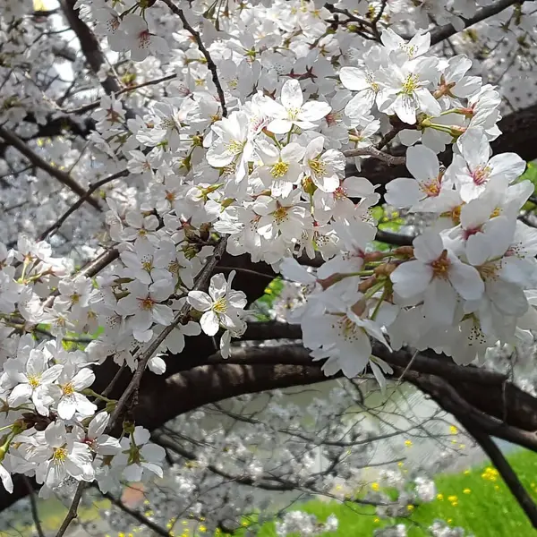 Ağaçtaki güzel bahar çiçekleri