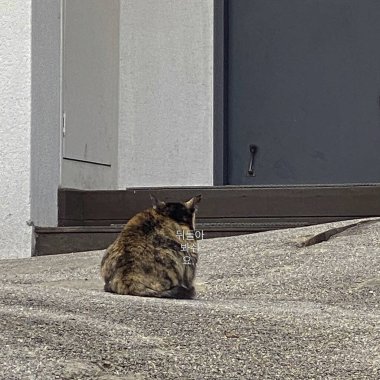 Beyaz zeminde şirin bir kedinin yakın plan fotoğrafı.