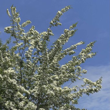 Güzel botanik fotoğrafı, doğal duvar kağıdı.