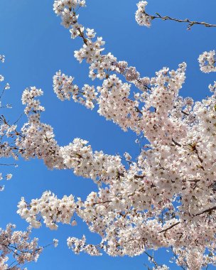Güzel botanik fotoğrafı, doğal duvar kağıdı.