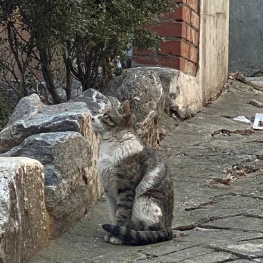 Köpek yerde oturuyor.