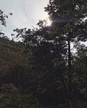 Ormanın güzel manzarası