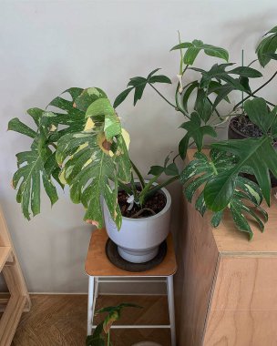 Güzel botanik fotoğrafı, doğal duvar kağıdı.