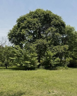 Yeşil çimenleri ve ağaçları olan güzel bir manzara.
