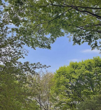 Ormanda yeşil ağaçlar