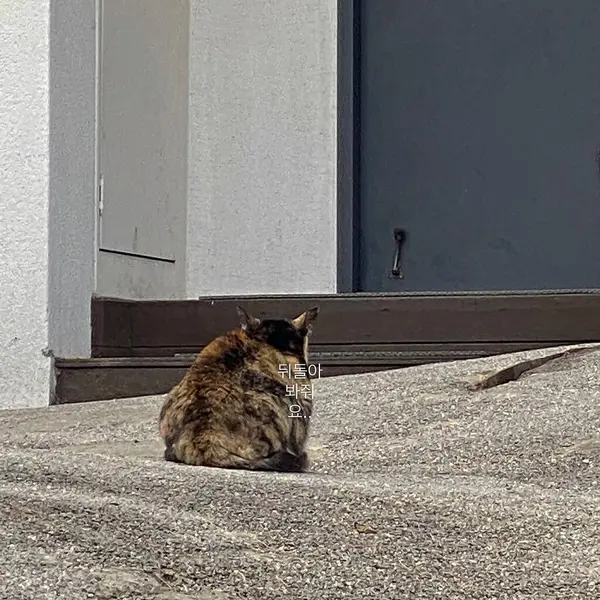 Beyaz zeminde şirin bir kedinin yakın plan fotoğrafı.