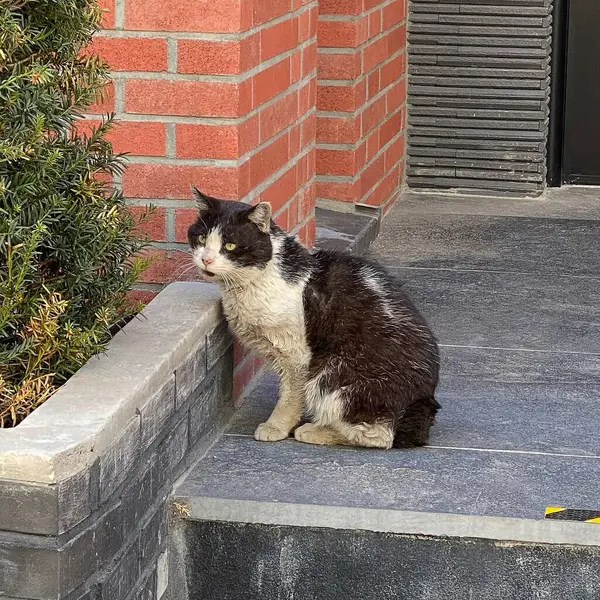 Kedi sokakta oturuyor.