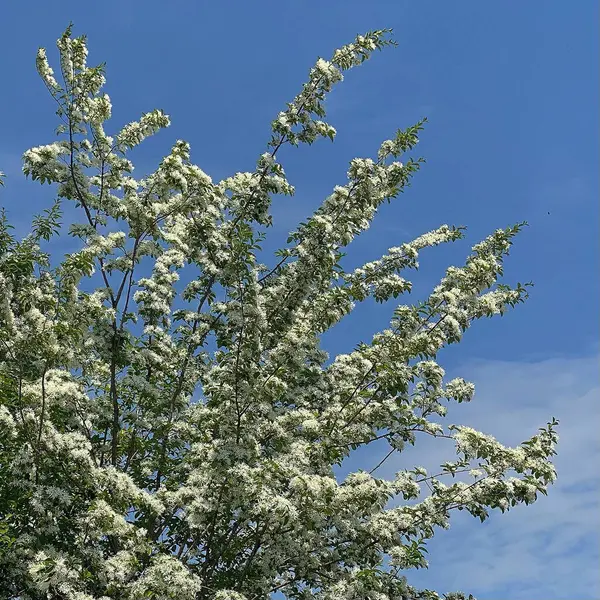 Güzel botanik fotoğrafı, doğal duvar kağıdı.