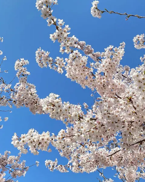 Güzel botanik fotoğrafı, doğal duvar kağıdı.