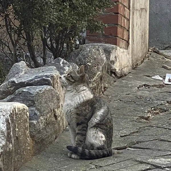 Köpek yerde oturuyor.