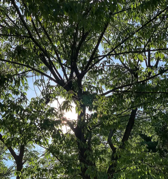 Ormanda yeşil yapraklar