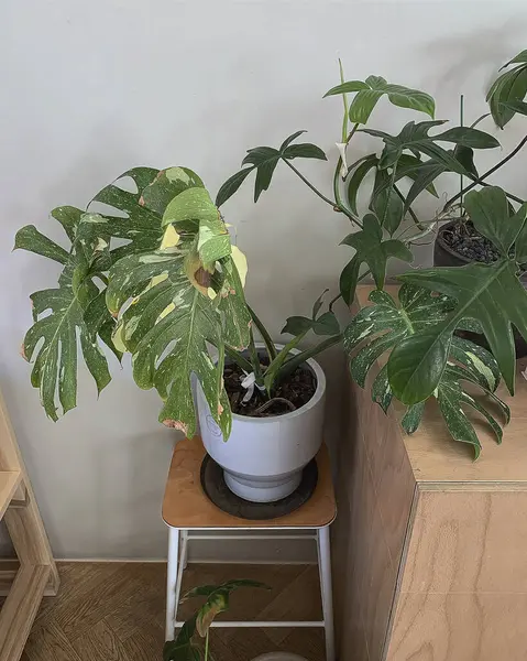 Güzel botanik fotoğrafı, doğal duvar kağıdı.