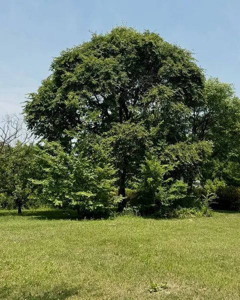 Yeşil çimenleri ve ağaçları olan güzel bir manzara.