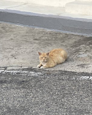 Kedi sokakta oturuyor.