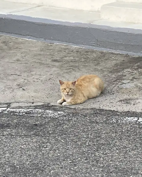 Kedi sokakta oturuyor.