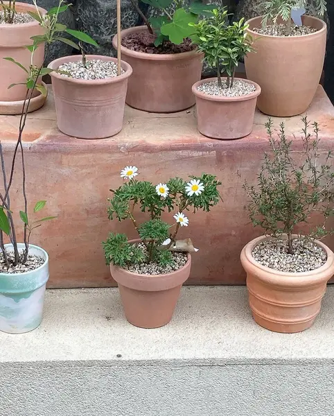 Güzel botanik fotoğrafı, doğal duvar kağıdı.