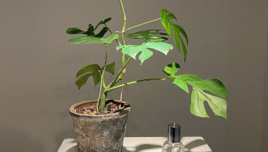 Masadaki vazoda bir bitki.